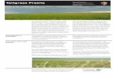 Tallgrass Prairie - National Park ServiceNov 15, 2010  · Tallgrass Prairie “Heterogeneity” is defined in the context of grasslands as variability in vegetation structure, composition,