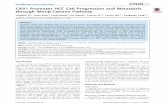 CAV1 Promotes HCC Cell Progression and Metastasis through ...pyyangteam.fudan.edu.cn/Assets/userfiles/sys_eb538c1c-65ff-4e82-8e6a... · integrin/Src/FAK signaling pathway in melanoma