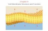 Chapter 4: Cell Membrane Structure and Functionguralnl/gural/102Chapter 04 - Plasma...Chapter 4: Membrane Structure and Function Types of Movement Across Membranes: 1) Passive Transport