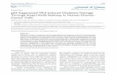 Research Paper p62 Suppressed VK3-induced Oxidative …Mei-hui Xia1, Xiao-yu Yan2, Lei Zhou3, Long Xu2, Li-chao Zhang2, Hao-wei Yi 2, Jing Su 1. Department of Obstetrics, the First
