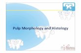 Pulp Morphology and Histology - PDWG Morphology and Histology.pdf · Pulp Therapy in Pediatric Dentistry Morphology of The Root Canal • Simultaneously, secondary dentin is deposited