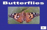 How do you raise a butterfly? How do we treat butterflies ... class butterflies.pdf · Why don’t all butterflies survive? How do adult butterflies feed? ... Complete metamorphosis