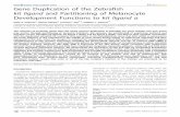 Gene Duplication of the Zebrafish kit ligand and …genetics.wustl.edu/sjlab/files/2011/10/55-Hultman-et-al...Gene Duplication of the Zebrafish kit ligand and Partitioning of Melanocyte