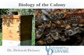 Biology of the Colony - Prince William Regional Beekeepers ...Termite nests . Eusociality •Some individuals reduce their own lifetime reproductive potential to raise the ... Social