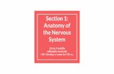 Anatomy of Section 1: the Nervous SystemForebrain - Diencephalon Forebrain is divided into 2 parts Diencephalon: brain stem Telencephalon: the rest Thalamus Primary source of input