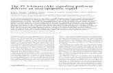 The PI 3-kinase/Akt signaling pathway delivers an anti ...genesdev.cshlp.org/content/11/6/701.full.pdfThe PI 3-kinase/Akt signaling pathway delivers an anti-apoptotic signal Scott
