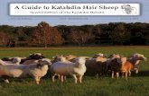 A Guide to Katahdin Hair Sheep · A Guide to Katahdin Hair Sheep Special Edition January 2016. ... transfers, upgrading and naming of animals. KHSI Operations manages membership,