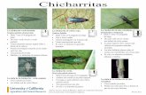 Chicharritas - University of California, Daviscesonoma.ucdavis.edu/files/148231.pdf · par de ojos rojos saltones Autores: Lucia G. Varela & Rhonda J. Smith, UC Cooperative Extension.