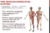The MUSCULOSKELETAL System - Ms. Murray's Biology THE MUSCULOSKELETAL SYSTEM â€¢Our skeleton protects