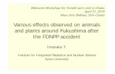 Various effects observed on animals and plants around ... · Basic motivation for presentation Various effects on birds and wild mice etchave been reported around Chernobyl. However,