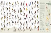 Para observar aves AV del P AR ACNAL cm IT A-POPO rascador ...bioteca.biodiversidad.gob.mx/janium/Documentos/14179.pdf · La Sierra Nevada es un Área de Importancia para la Conservación