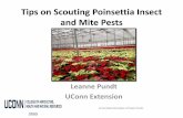 Tips on Scouting Poinsettia Pestsipm.uconn.edu/documents/raw2/658/01Tips on Scouting...Bemisia Whiteflies •Sweet potato whitefly adult lays eggs as she moves around on the plant