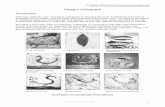 intaglio collagraph - WordPress.comIntaglio Collagraph Introduction Although relatively new, nowadays collagraph is amongst the more established printmaking processes and is widely