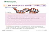 Flow of Genetic Information Kit DNA Replication …...You will create a physical representation of the three models of DNA replication: (1) conservative, (2) semiconservative, and