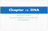 Chapter 12: DNA RNA and...DNA Replication Section 12.3 ... RNA primers are added where DNA replication begins. 2. DNA polymerase adds the correct complimentary nucleotide to each exposed