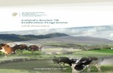 Ireland’s Bovine TB Eradication Programme 2 Overview · What is Bovine TB? Bovine Tuberculosis is a chronic, highly infectious disease of cattle caused by a bacterium called Mycobacterium