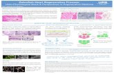 Zebrafish Heart Regeneration Process - UAB Barcelona · Zebrafish Heart Regeneration Process: Histo-Physiological Basis & Perspectives in Regenerative Medicine Alex Gallinat O’Callaghan