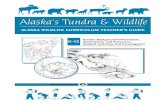 Alaska's Tundra & Wildlife · 4 ALASKA’S TUNDRA & WILDLIFE 2001 How to use this curriculum CONTINUED Alaska Ecology Cards – Student-directed learning resources in ready- to-copy