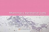Mammary Epithelial Cells - Stemcell · PDF file Isolate Human Mammary Epithelial Cells 8 Isolate Mouse Mammary Epithelial Cells 9 Assay Human Mammary Epithelial Cells 10 Culture Human