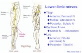 Thigh Anterior: Femoral N Medial: Obturator N Posterior: Sciatic Nhomepage.ntu.edu.tw/.../teacher/hsieh/ANOTOMY/PNS_Lower.pdf · 2019-09-30 · PNS: lower limb 1 Lower-limb nerves