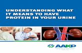 IT MEANS TO HAVE Hemodialysis PROTEIN IN …...AAKP: Understanding What It Means to Have Protein in Your Urine 3 The kidneys are best known for making urine. This rather simple description