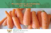PProduction guidelines roduction guidelines ffor …10 C cause longer, more slender and paler roots. Shorter, thicker roots are produced at higher temperatures. Extended periods o