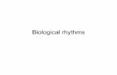 Rhythms - Saint Louis Universitystarklab.slu.edu/neuro/Rhythms.pdf• During a night of sleep, go back and forth • REM - heart rate, respiration, erection all increase. • Called