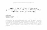 The role of macrophage phenotypes M1 and M2 in the foreign ...fse.studenttheses.ub.rug.nl/14644/1/LST_BC_2016_JMalutamaLopes.pdf · FBR Engineering immunomodulatory biomaterial Discussion