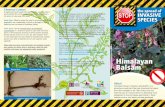 Himalayan balsam atural ngland, Flicr, CC BYCD Himalayan ... · Timing Do not disturb Himalayan balsam if seed pods are present. Herbicide treatment for Himalayan balsam is most effective