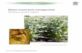 Maize insect pest management - IPM Guidelines For Grains...Overview of insect pest management in maize Maize can be attacked by a wide range of insects, but relatively few are major