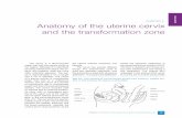 chapter Anatomy of the uterine cervix and the transformation zone · 2017-08-17 · Chapter 2. Anatomy of the uterine cervix an the transformation zone13 chapter 2. Anatomy of the