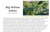 Big Yellow Salvia - Texas Master Gardeners Associationtxmg.wpengine.netdna-cdn.com/brazoria/files/2014/09/Fall-Plant-Sale... · Big Yellow Salvia Salvia madrensis This statuesque