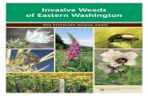 Invasive Weeds of Eastern WashingtonStephen M. Van Vleet, Ph.D. Washington State University Whitman County Extension ... so beware of usage restrictions. Be aware of your legal responsibilities