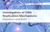 Investigation of DNA Replication Mechanisms - …dosequis.colorado.edu/Courses/MethodsLogic/Docs/meselson...Frank William Stahl •Born October 8, 1929 in Boston, Massachusetts •1951