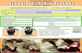 › growing_recipes › Begonia... Begonia SILVER™ Treasure - Terra Nova Nurseries, …Begonia SILVERM Treasure has silver, oblique leaves and soft pink flowers. It has a large,