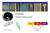Protists - Loudoun County Public Vertebrates: Reptiles Characteristics body structure dry skin, scales,