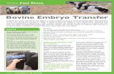 Bovine Embryo Transfer - XLVets · 2013-03-21 · Bovine Embryo Transfer FACTS RF It takes four to six months for the eggs in a cow's ovaries to grow to their ovulatory state. Management