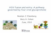 HSV fusion and entry: A pathway governed by four viral ... · governed by four viral glycoproteins Roselyn J. Eisenberg Gary H. Cohen June, 2012 . 1. 2.A 3. 2.B Nucleus Cytosol HSV