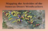 Mapping the Activities of the Sonoran Desert Weedwackers · Work on Bushmaster Peak started in Sept 2008, continuing until June 2010. Weedwacker work on Bushmaster Peak from September