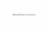 Mendelian Genetics - The University of Arizona · 2004-10-18 · Mendelian Genetics Also referred to ... Note: Mendel observed that it did not matter which P1 plant served as the