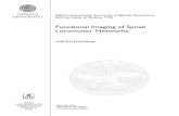 Functional Imaging of Spinal Locomotor Networks909950/...Functional Imaging of Spinal Locomotor Networks. Digital Comprehensive Summaries of Uppsala Dissertations from the Faculty