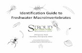 Identification Guide to Freshwater Macroinvertebrates · or plant material) No observable wings or wing pads No portable case TRICHOPTERA caddisflies No branched gills Wing pads or