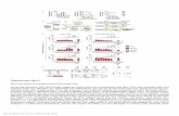 Nature Methods: doi:10.1038/nmeth · Supplementary Figure 3 Paired Cas9FL-gRNAs excise intervening genomic sequences in DNA-electroporated skeletal muscles. (a) Schematic of gRNAs