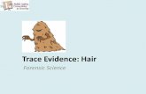 Trace Evidence: Hair - WordPress.comTrace Evidence: Hair Forensic Science. Hair Hair is • A slender threadlike outgrowth from the follicles of the skin of mammals • Found all over