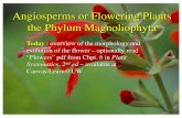 Angiosperms or Flowering Plants the Phylum Magnoliophyta · Angiosperms or Flowering Plants the Phylum Magnoliophyta Today : overview of the morphology and evolution of the flower