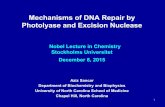 Mechanisms of DNA Repair by Photolyase and Excision …Mechanisms of DNA Repair by Photolyase and Excision Nuclease Aziz Sancar Department of Biochemistry and Biophysics. University