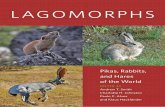 Lagomorphs: Pikas, Rabbits, and Hares of the Worldsii.ecosur.mx/Content/ProductosActividades/archivos/25668/textocompleto 0.pdfLepus californicus, Black- tailed Jackrabbit 170 Lepus