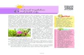 and Wild Life Natural Vegetation - National Council of ...ncert.nic.in/textbook/pdf/gess206.pdfAmerica. The animals have thick fur and thick skin to protect themselves from the cold