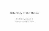 Osteology of the Thorax - Oluwadiya chest/Osteology...Atypical ribs 2nd Rib •The tuberosity for serratus anterior is found on its upper surface , from which part of the muscle originates.