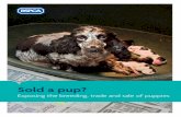Sold a pup? - RomPetIDSold a pup? Exposing the breeding trade and sale of puppies What is the demand for puppies in the UK? As it is not yet mandatory to identify and register a puppy,